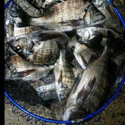 くろねこ流紀州釣りに挑戦！！